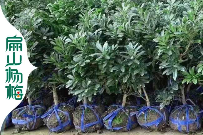 漳州白沙楊梅苗