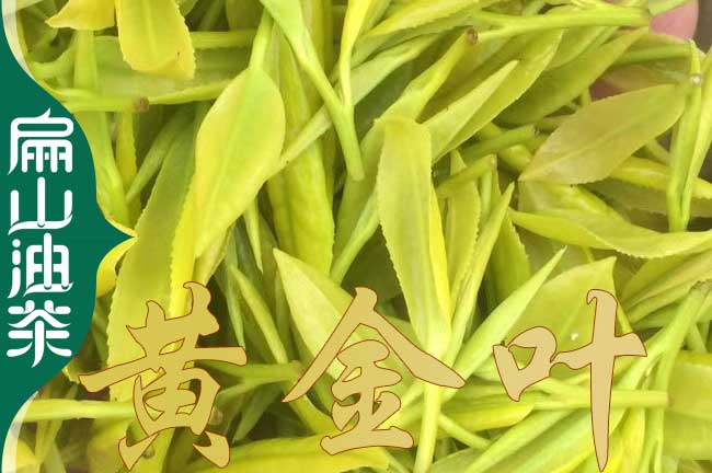臺州茶葉苗培育
