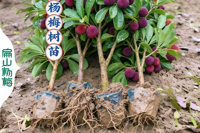 漳州掛果楊梅苗