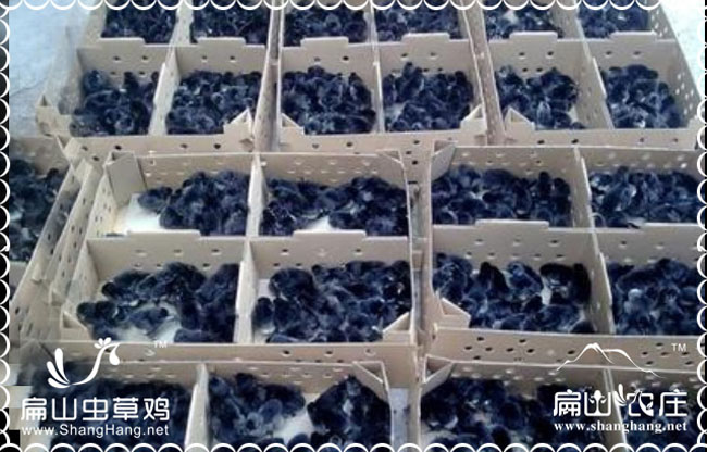長沙青腳麻雞苗批發(fā)價(jià)格