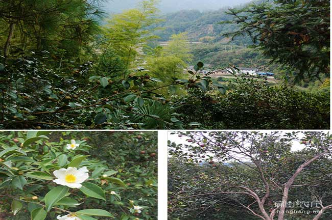 上杭油茶種植