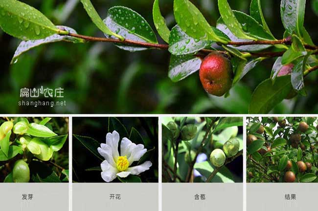 尤溪油茶苗批發(fā)