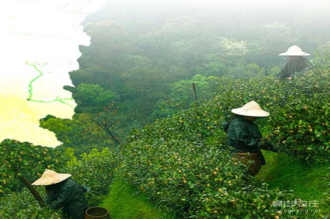 云南大果油茶苗
