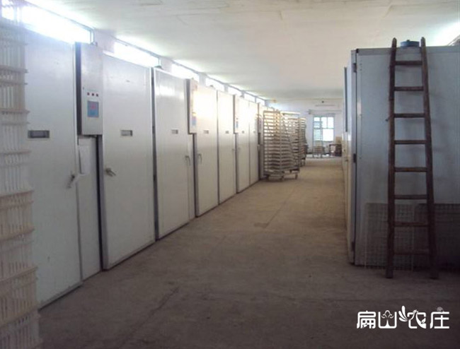 扁山農(nóng)莊土雞苗孵化車間 扁山農(nóng)莊土雞苗孵化車間