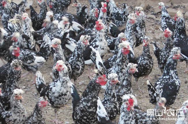 扁山農(nóng)莊正貨貴妃雞基地 扁山農(nóng)莊正貨貴妃雞基地