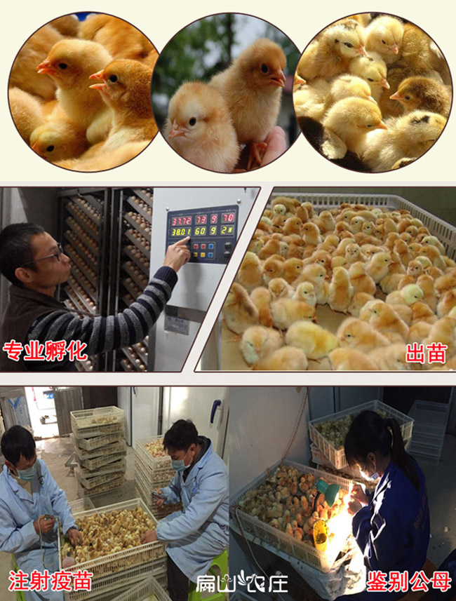龍巖河田雞苗批發(fā) 龍巖河田雞苗批發(fā)