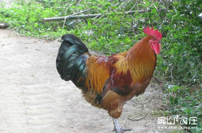 福建青腳雞苗批發(fā) 福建青腳雞苗批發(fā)