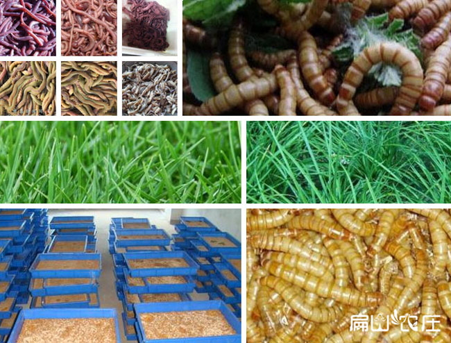 扁山農(nóng)莊土雞食物展示 扁山農(nóng)莊土雞食物展示