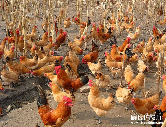 龍巖本地雞苗 龍巖本地雞苗