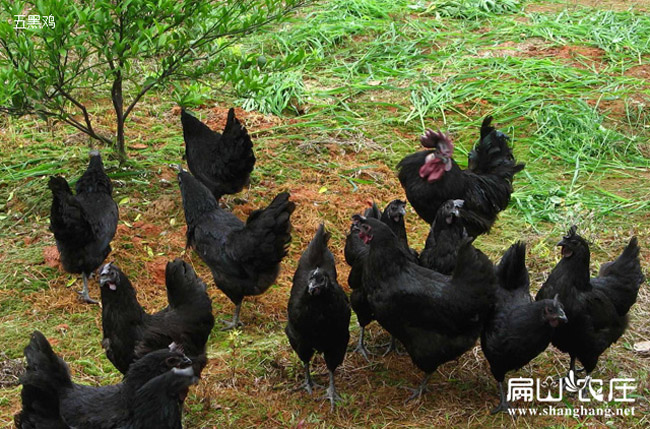 扁山農(nóng)莊正貨五黑雞基地 扁山農(nóng)莊正貨五黑雞基地