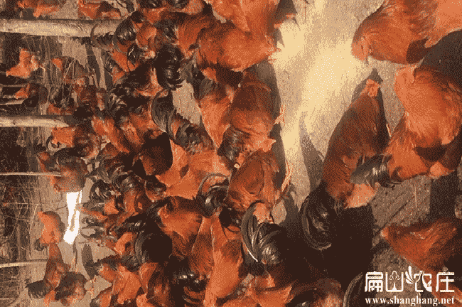 福州公雞批發(fā) 福州公雞批發(fā)