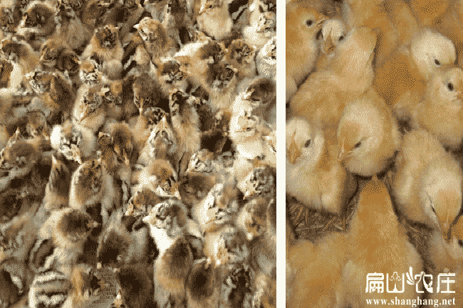 內(nèi)蒙大中的雞苗批發(fā) 內(nèi)蒙大中的雞苗批發(fā)
