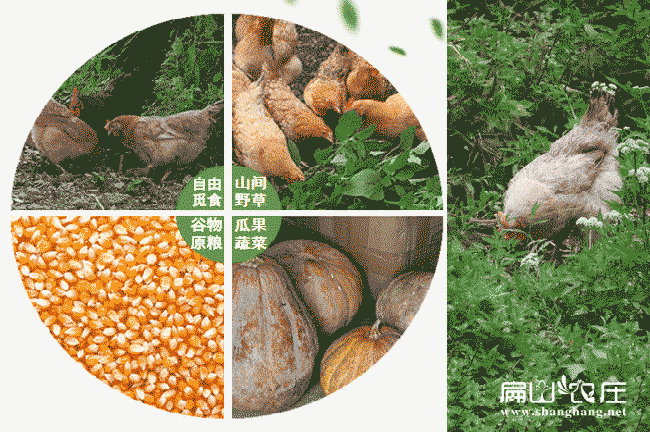 內(nèi)蒙土雞養(yǎng)殖基地 內(nèi)蒙土雞養(yǎng)殖基地