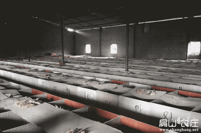 泉州竹鼠養(yǎng)殖基地圖片 泉州竹鼠養(yǎng)殖基地圖片
