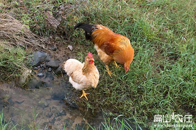 長汀河田雞養(yǎng)殖基地 長汀河田雞養(yǎng)殖基地