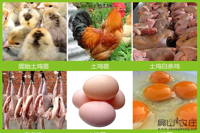 山林果園散養(yǎng)土雞養(yǎng)殖方法