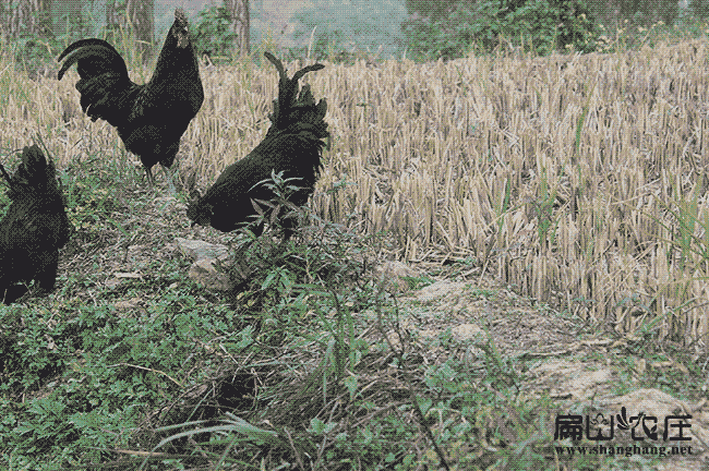 印江竹鼠養(yǎng)殖基地