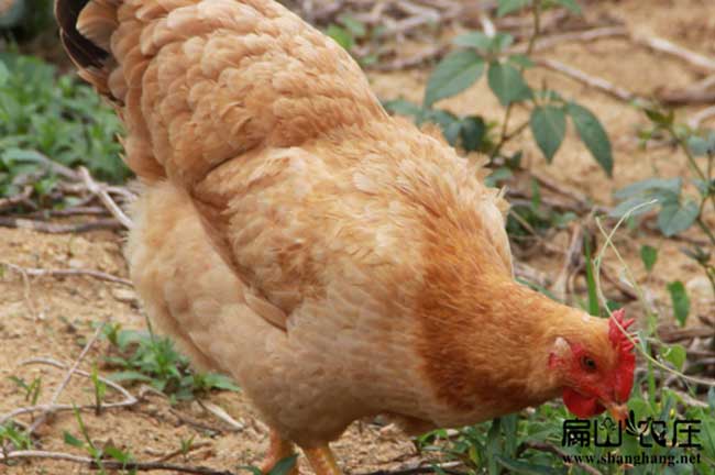臨沂供應皖南土雞苗種蛋