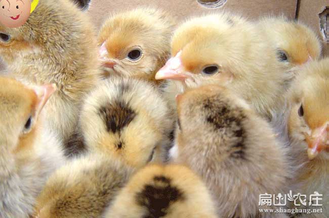 桂林大中的種雞苗養(yǎng)殖基地 桂林大中的種雞苗養(yǎng)殖基地