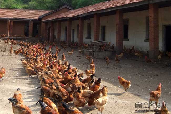 瀘州老公雞養(yǎng)殖基地