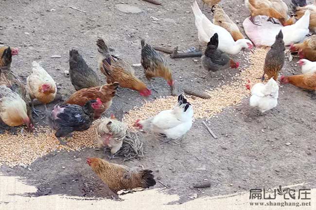 內(nèi)蒙古大中散養(yǎng)土雞苗孵化 內(nèi)蒙古大中散養(yǎng)土雞苗孵化