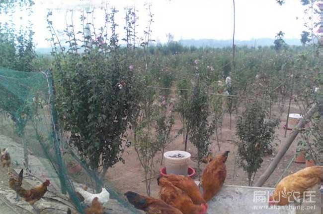 十堰生態(tài)土雞養(yǎng)殖