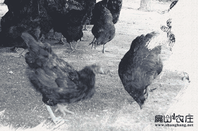 山東烏雞土雞養(yǎng)殖廠家 山東烏雞土雞養(yǎng)殖廠家