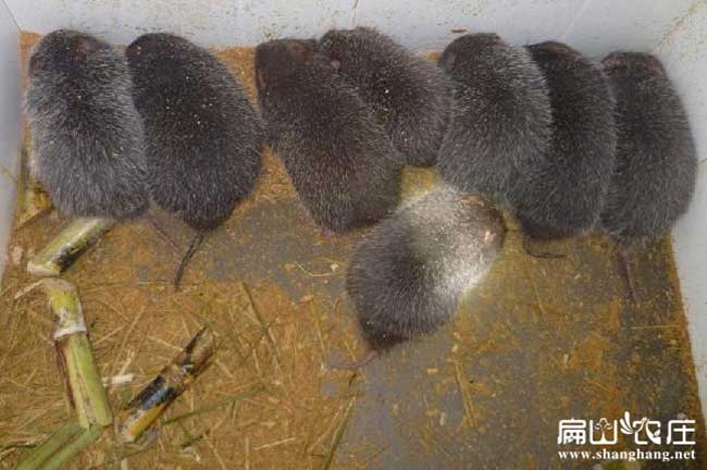 廈門竹鼠養(yǎng)殖基地