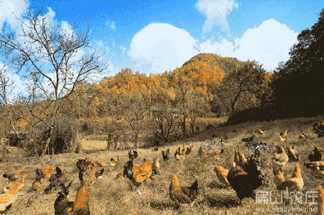廣西血毛公雞大中的養(yǎng)殖基地