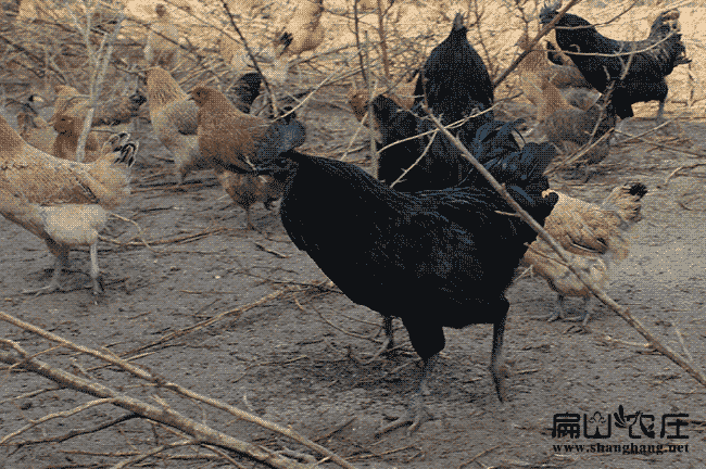 十堰土雞苗孵化基地