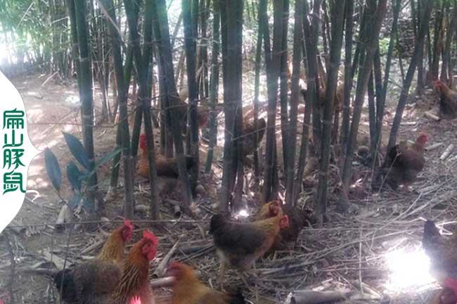 龍巖散養(yǎng)老公雞蛋雞批發(fā)基地