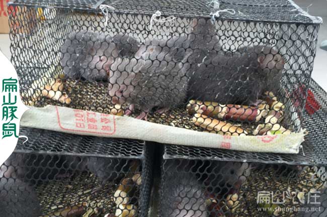 福建竹鼠種苗批發(fā)價格