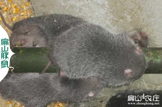 柳州竹鼠養(yǎng)殖技術包教養(yǎng)殖技術