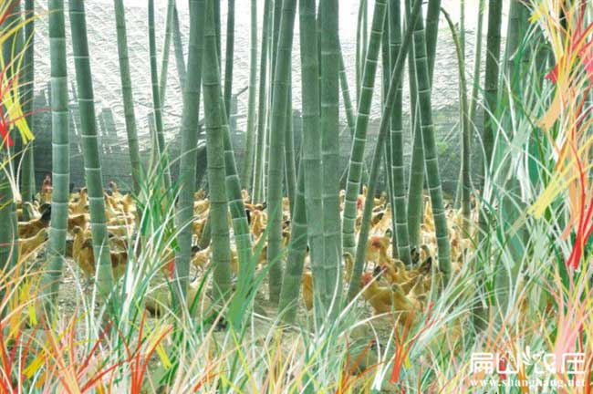 棗強(qiáng)土雞蛋養(yǎng)殖基地