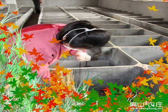 福州大型竹鼠養(yǎng)殖場
