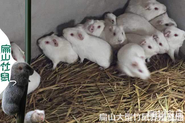 鐘山白竹鼠養(yǎng)殖基地