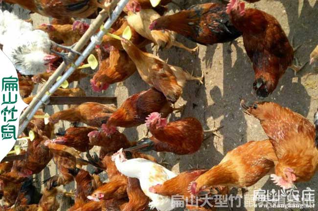 廣西大中的土雞養(yǎng)殖基地