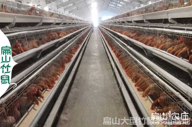 2025農(nóng)村籠養(yǎng)土雞的注意事項(xiàng)
