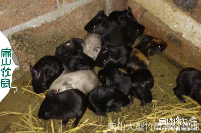 中山花兔竹鼠苗價(jià)格