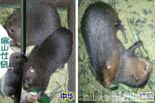 比利時(shí)八點(diǎn)黑對(duì)比