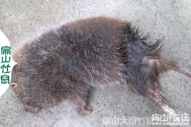 廣西竹鼠大腸脹氣