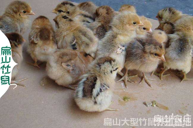 龍巖山雞苗批發(fā)