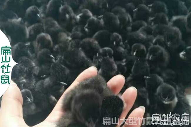 長沙烏雞苗批發(fā)