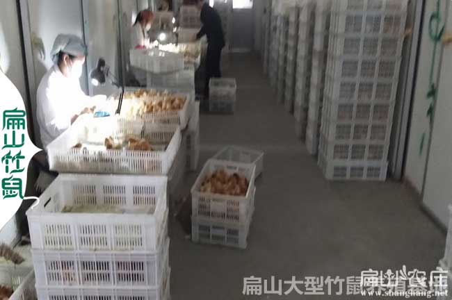龍巖土雞苗批發(fā)