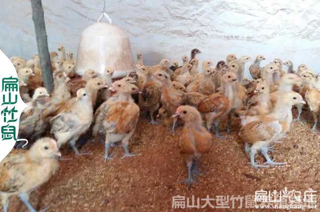 母雞吃蛋的原因(解決預防辦法措施方法)