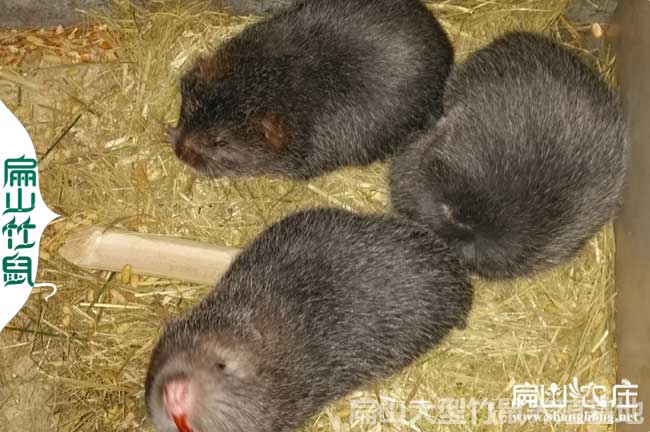 六盤水一組竹鼠
