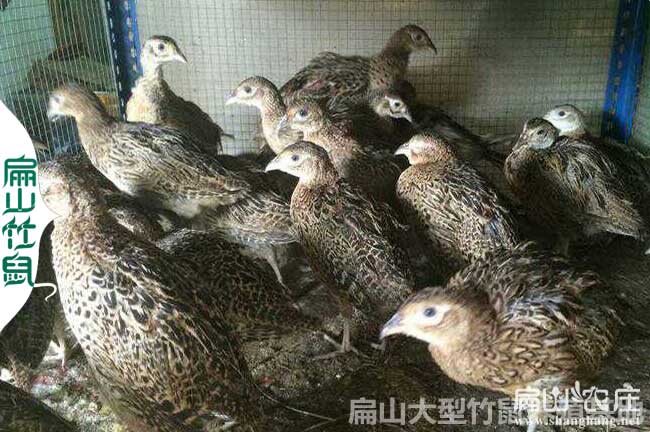 武平珍珠雞苗