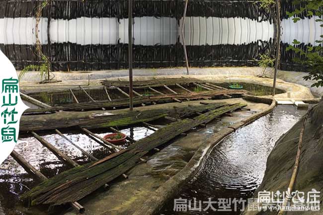 石蛙養(yǎng)殖技術(shù)的關(guān)鍵