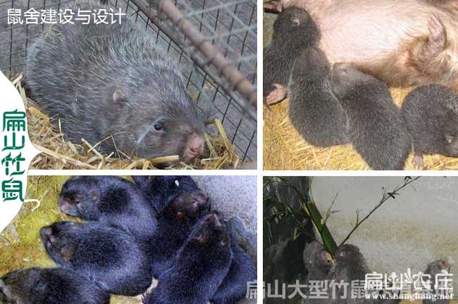 貴陽竹鼠種苗價(jià)格