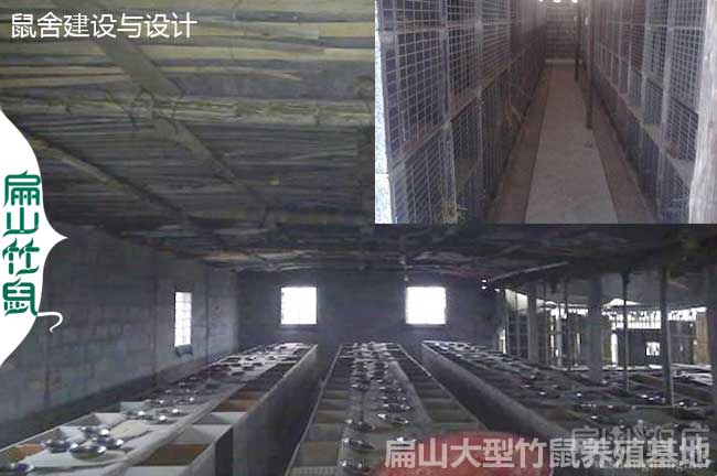 浙江竹鼠銷(xiāo)售